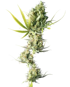 Sensi Seeds Durban - 3 feminisierte Samen