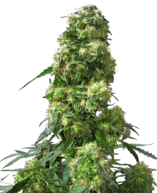 Sensi Seeds Early Skunk - 3 feminisierte Samen