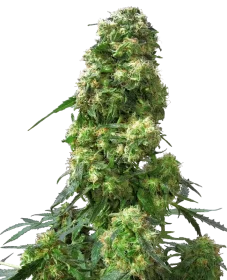 Sensi Seeds Early Skunk - 3 feminized seeds