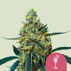 Royal Queen Seeds Mimosa - 3 feminisierte Samen