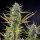 Royal Queen Seeds Mimosa - 3 feminisierte Samen