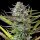 Royal Queen Seeds Mimosa - 3 feminisierte Samen