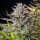 Royal Queen Seeds Mimosa - 3 feminisierte Samen