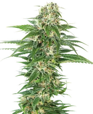 Sensi Seeds Early Skunk Automatic - 3 autoflowering Samen