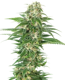 Sensi Seeds Early Skunk Automatic - 3 automated seeds