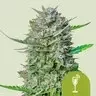 Royal Queen Seeds Mimosa AUTO - 3 automated seeds