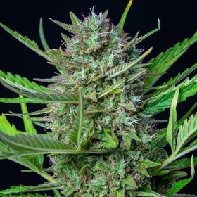 Royal Queen Seeds Mimosa AUTO - 3 autoflowering Samen