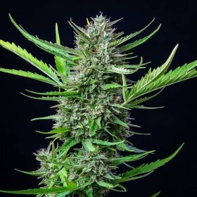 Royal Queen Seeds Mimosa AUTO - 3 autoflowering Samen