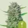 Royal Queen Seeds Mimosa AUTO - 3 autoflowering Samen