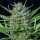 Royal Queen Seeds Mimosa AUTO - 3 autoflowering Samen