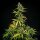 Royal Queen Seeds Mimosa AUTO - 3 autoflowering Samen