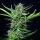 Royal Queen Seeds Mimosa AUTO - 3 automatisierte Samen