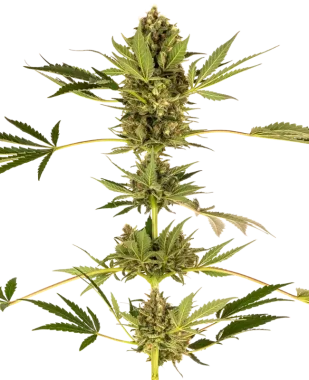 Sensi Seeds Himalayan CBD - 3 feminisierte Samen