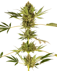 Sensi Seeds Himalayan CBD - 3 feminisierte Samen