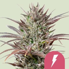 Royal Queen Seeds North Thunderfuck - 3 feminisierte Samen