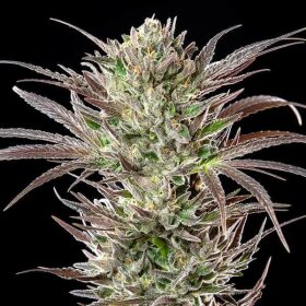 Royal Queen Seeds North Thunderfuck - 3 feminisierte Samen