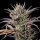 Royal Queen Seeds North Thunderfuck - 3 feminisierte Samen