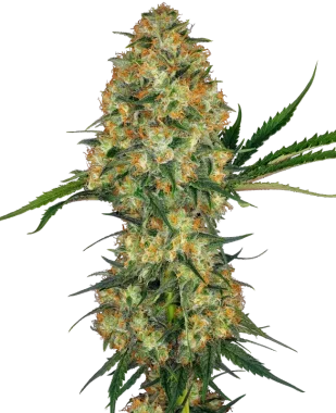 Sensi Seeds Hindu Kush - 3 feminisierte Samen