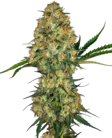 Sensi Seeds Hindu Kush - 3 feminisierte Samen