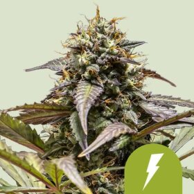 Royal Queen Seeds North Thunderfuck AUTO - 3 autoflowering Samen