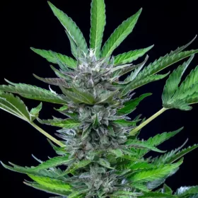 Royal Queen Seeds North Thunderfuck AUTO - 3 autoflowering Samen