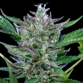 Royal Queen Seeds North Thunderfuck AUTO - 3 automatisierte Samen