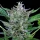 Royal Queen Seeds North Thunderfuck AUTO - 3 autoflowering Samen