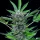 Royal Queen Seeds North Thunderfuck AUTO - 3 autoflowering Samen