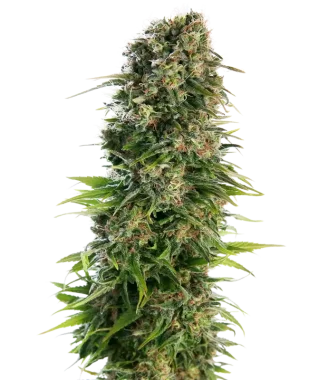 Sensi Seeds Hindu Kush Automatic - 3 autoflowering Samen