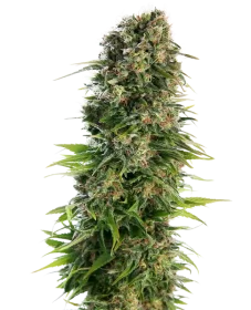 Sensi Seeds Hindu Kush Automatic - 3 automated seeds