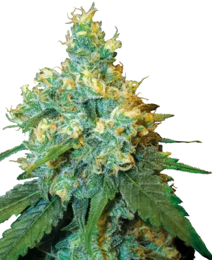 Sensi Seeds Jack Herer - 3 feminisierte Samen