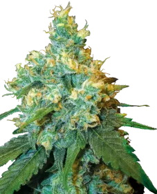 Sensi Seeds Jack Herer - 3 feminized seeds