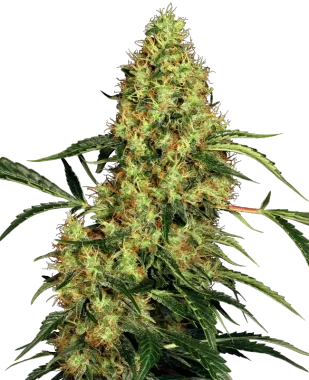 Sensi Seeds Mexican Sativa - 3 feminisierte Samen