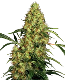 Sensi Seeds Mexican Sativa - 3 feminisierte Samen