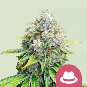 Royal Queen Seeds OG Kush - 3 feminized seeds