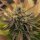 Royal Queen Seeds OG Kush - 3 feminisierte Samen