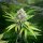 Royal Queen Seeds OG Kush - 3 feminisierte Samen