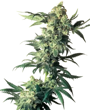 Sensi Seeds Northern Lights - 3 feminisierte Samen