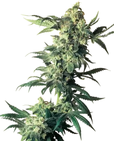 Sensi Seeds Northern Lights - 3 feminized seeds