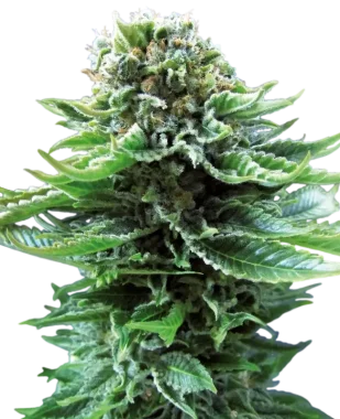 Sensi Seeds Northern Lights Automatic - 3 autoflowering...