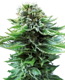 Sensi Seeds Northern Lights Automatic - 3 autoflowering Samen