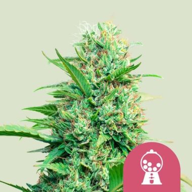 Royal Queen Seeds Pink Runtz - 3 feminisierte Samen