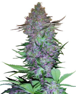 Sensi Seeds Purple Skunk Automatic - 3 autoflowering Samen