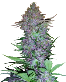 Sensi Seeds Purple Skunk Automatic - 3 automated seeds