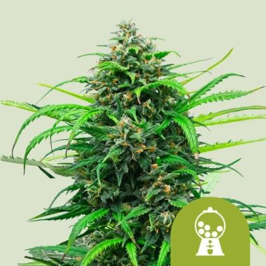 Royal Queen Seeds Pink Runtz AUTO - 3 autoflowering Samen