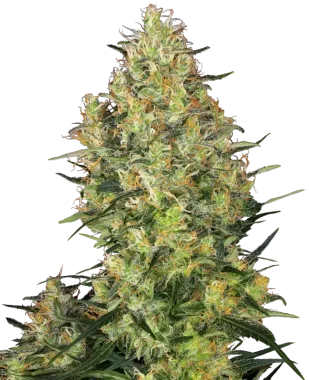 Sensi Seeds Shiva Skunk - 3 feminisierte Samen