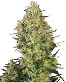 Sensi Seeds Shiva Skunk - 3 feminisierte Samen