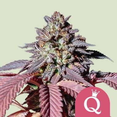 Royal Queen Seeds Purple Queen - 3 feminisierte Samen