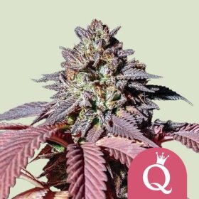 Royal Queen Seeds Purple Queen - 3 feminized seeds