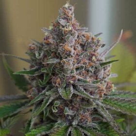 Royal Queen Seeds Purple Queen - 3 feminisierte Samen